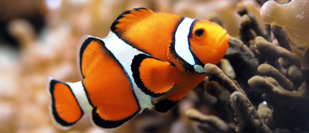 ddos在线攻击平台