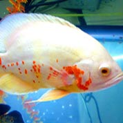 ddos攻击在哪能买到